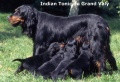 Setter Gordon INDIAN TONIC DU GRAND VALY